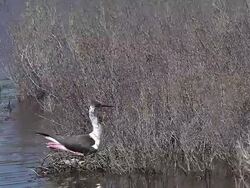 WS SLO MO View of Black Winged Stilt, himantopus himantopus, Adult standing on Nest and Taking off in Flight / Saintes Maries de la Mer, Camargue, France  Stock Footage