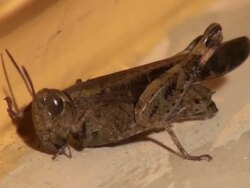 Grasshopper poops Stock Footage