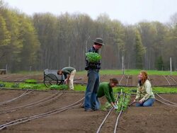 WS SLO MO View of Organic farmers plant rows of vegetables by hand / Chatham, Michigan, United States Stock Footage