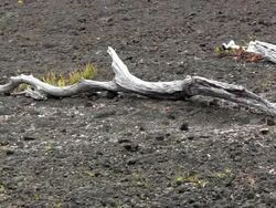 Volcanic landscape in Hawaii Stock Footage