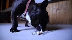 Dog eat his vomit Stock Footage