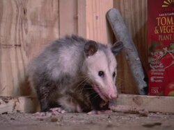 LA Opossum inspecting its tail before staring around warily / Baton Rouge, Louisiana, United States Stock Footage