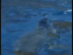 MS Great White Shark swimming just below surface diagonally past camera, from topside, Guadalupe Island, Pacific Ocean Stock Footage