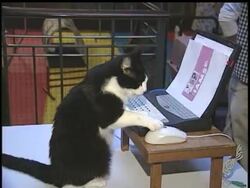 Move over, Westminster dogs, the Cat Fanciers' Association show kicks off Oct. 12 at Madison Square Garden. The AP's Carlotta Bradley reports. News Clip