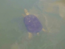 Turtle swimming in the lake Stock Footage