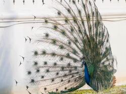 Peacock feathers beautiful bird. Stock Footage