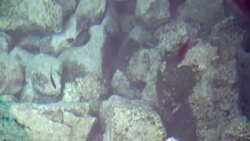 bottom of the sea Stock Footage