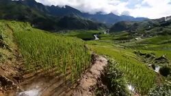 terraced rice field in Sapa, Vietnam Stock Footage