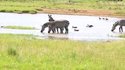 Zebra Herd Drinking in mere / lake Stock Footage