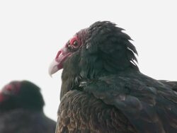 Close-up of three Turkey Vultures, Aransas National Wildlife Refuge, Texas Stock Footage