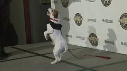 VOICED : Muere Uggie, el perro de The Artist News Clip