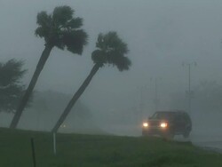 WS View of two palm trees with SUV and brace against Hurricane Gustav winds / Gulfport, Mississippi, United States Stock Footage