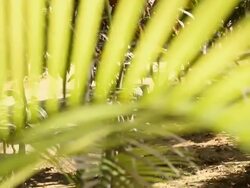 Plants in the nursery Stock Footage