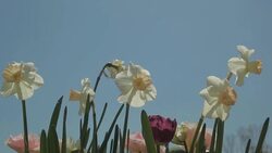 Flower, Plant and Garden Stock Footage