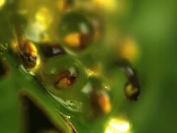 Extreme Close Up Slow Motion - Cluster of frog eggs, one tadpole bursts out and swims away / Costa Rica Stock Footage