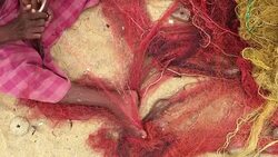 Fishing Industry in Sri Lanka Stock Footage