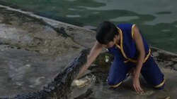 Crocodile Wrestling in Thailand Stock Footage