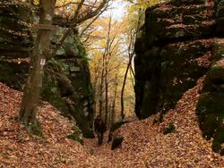 MS Hiker walking through autumn forest  / Kastel-Staadt, Rhineland-Palatinate, Germany Stock Footage