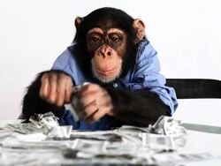 Chimp Money Flipping Stock Footage