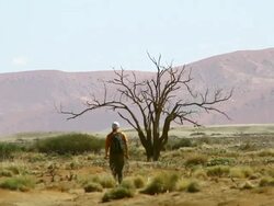 WS Man walking towards solo tree in barren landscape / Himba, Kunene, Namibia Stock Footage