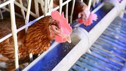 Chicken eggs eating food in farm Stock Footage