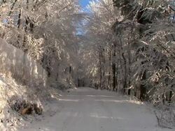HD: Forest in winter Stock Footage