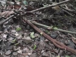 Atta ants in the Rain forest ground Stock Footage