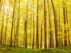 HD DOLLY: Beautiful Autumn Trees Stock Footage