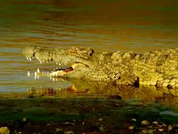 MS Crocodile laying partly in water with open mouth at bank of river / Masai Mara, Kenya Stock Footage