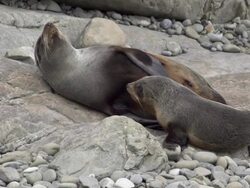 Seal Pup with Mother Stock Footage