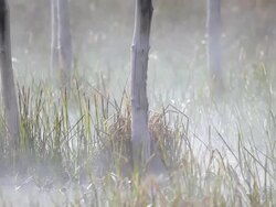 trees in steaming wetlands Stock Footage