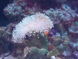 Orange Fish Nemo is Escaping danger in sea flowers. Stock Footage