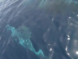 HD SLOW-MOTION: Dolphins Stock Footage