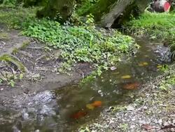 Flowing water in a little park Stock Footage