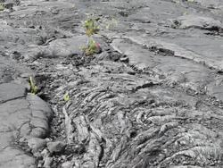 Old lava flow in Hawaii Stock Footage