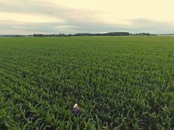 AERIAL Farmer Walking Through The Field Stock Footage