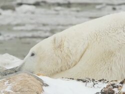 MS Polar bear sleeping in snow on shore of hudson bay / Churchill, Manitoba, Canada Stock Footage