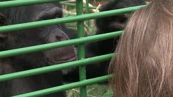 CLEAN : A chimpanzee rescued in Lebanon after eight year struggle News Clip