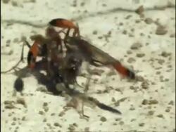 CU Female Sand Wasps (Ammophila) fighting over caterpillar, USA Stock Footage