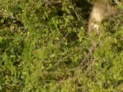 MS TS Shot of chacma baboon observing surroundings from branch of tree / Okavango Delta, North-West District, Botswana Stock Footage