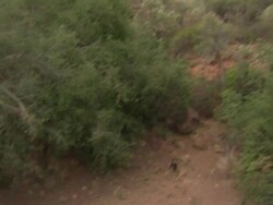 African Wild Dogs (Lycaon pictus); with audio, Kenya Stock Footage