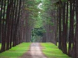 Row of Pine Tree Stock Footage
