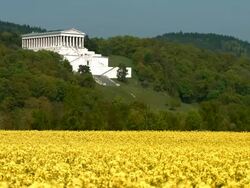 PAN Rapeseed Field in Front of the Walhalla Temple After Renovation Stock Footage
