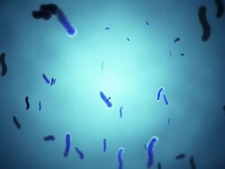 HD: Bacteria Stock Footage