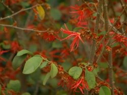 Moses Bush (Seamless Loop) Stock Footage