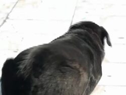 Syntagma Square stockshots News Clip