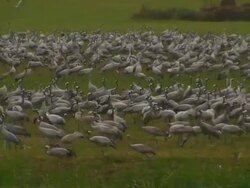 Common Crane (Grus grus) colony, Hula Valley, Israel; With Audio Stock Footage