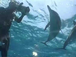 MS Snorkeller with small video shooting dolphins in sexual position just under surface, Egypt Stock Footage