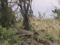 MS PAN Lions standing on rocks and then walking away / Tanzania  Stock Footage
