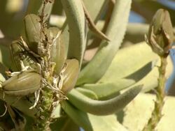 MS Shot of Flower buds and fleshy leaves of the quiver tree / Namaqualand, Northern Cape, South Africa Stock Footage